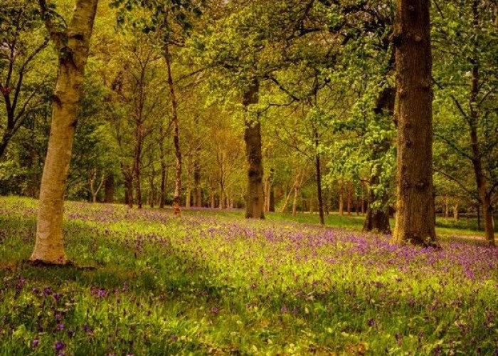 26. Woodland