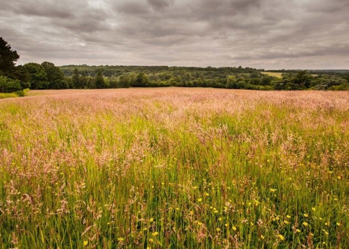 28. Fields