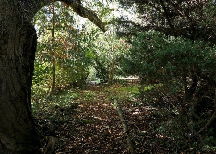 34. Woodland