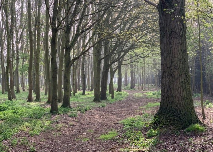 132. Woodland