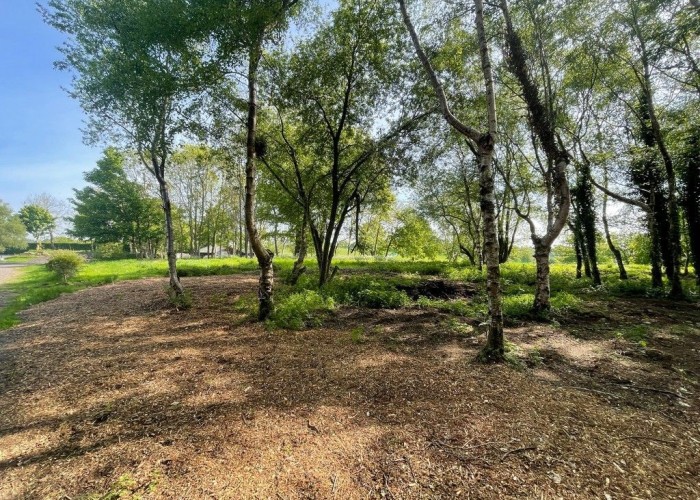 13. Woodland