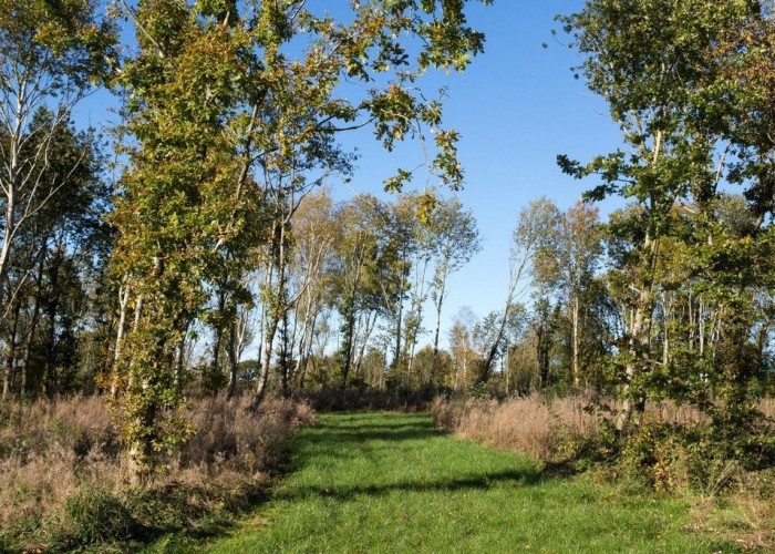 39. Woodland