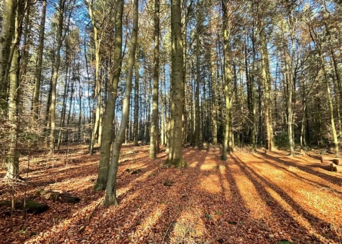1. Woodland