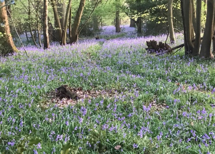 115. flower meadow with trees for filming