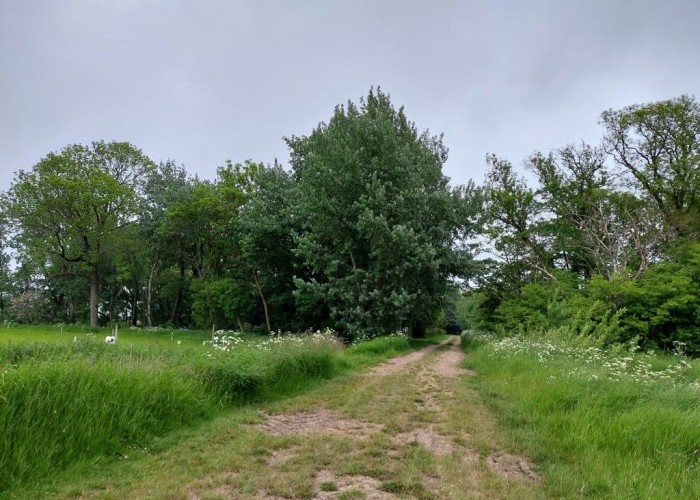 32. Woodland