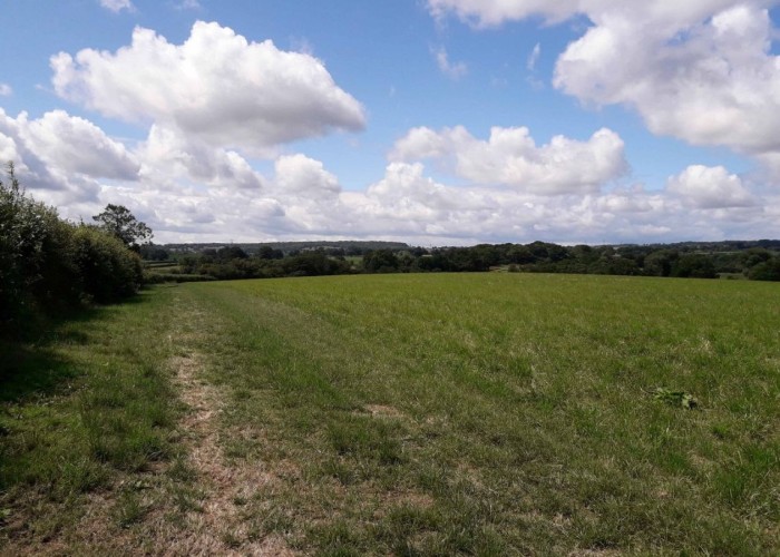 29. Field (Farmland)