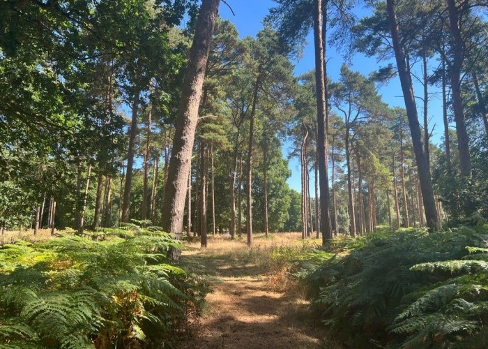 16. Woodland