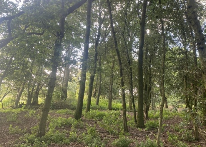 74. Woodland
