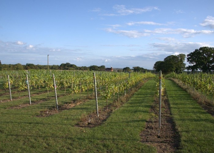 2. Coronavirus-Friendly, Vineyard