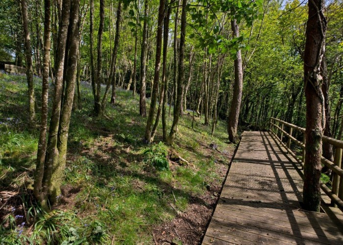 57. Woodland