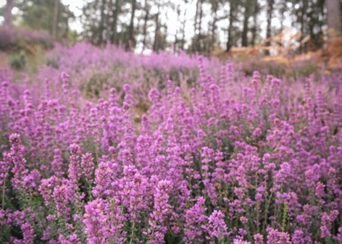 2. Field (Meadow)