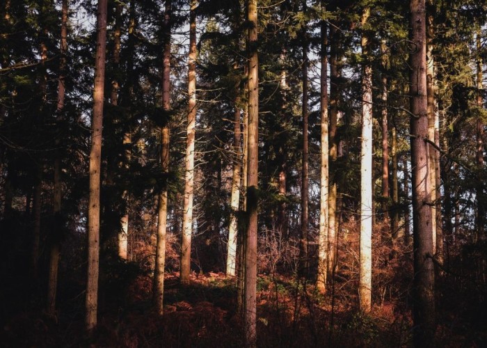 8. Woodland