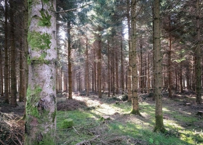 11. Woodland