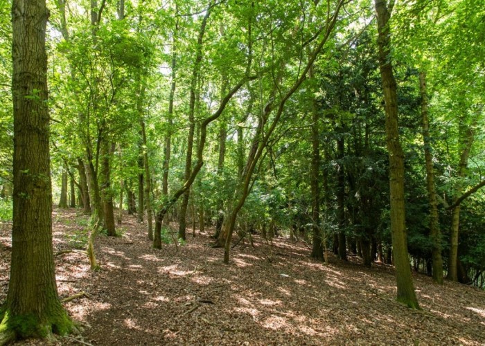 52. Woodland