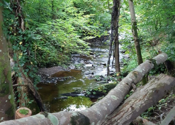 14. River / Stream