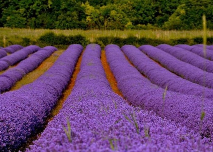 52. Field (Wildflowers)