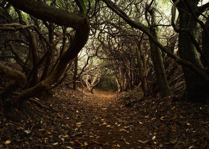 41. Woodland