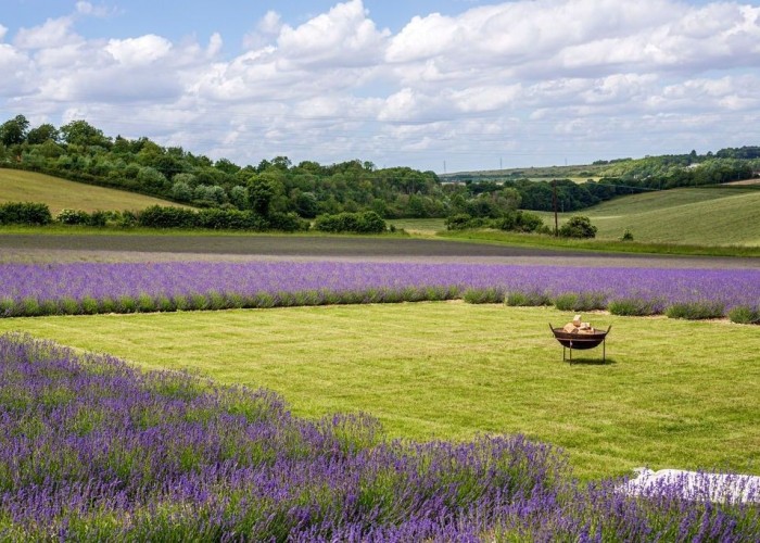 16. Fields, Field (Wildflowers), Field (Meadow)