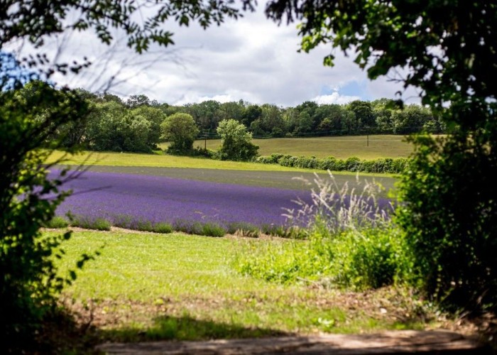 18. Fields, Field (Wildflowers), Field (Meadow)