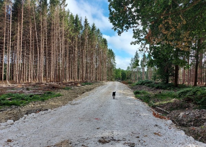 1. Exterior, Woodland, Coronavirus-Friendly