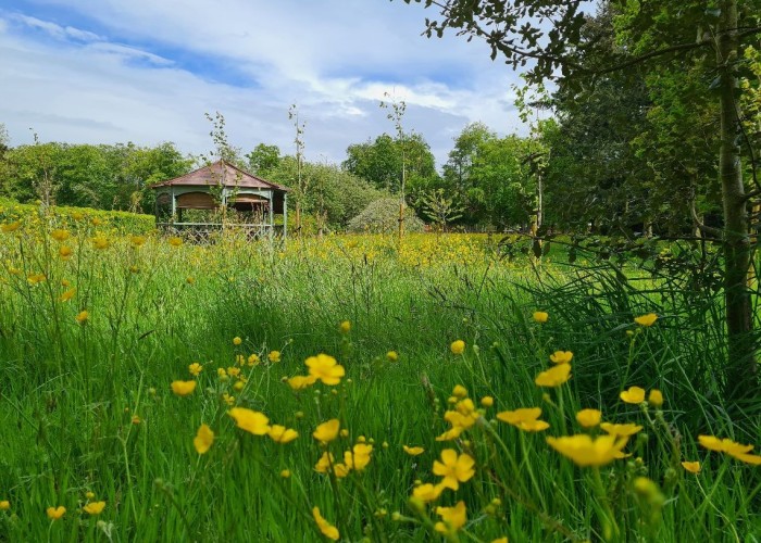 56. Fields, Field (Wildflowers)