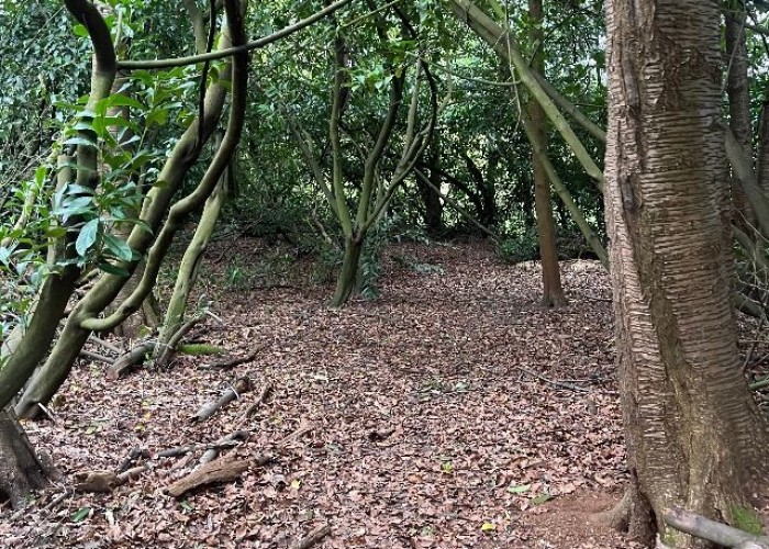 28. Woodland