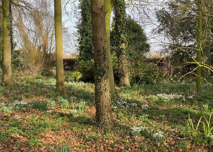 42. Woodland