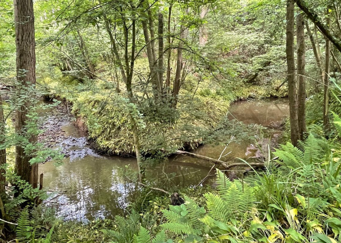 Beautiful 170 Acre Private Woodland For Filming