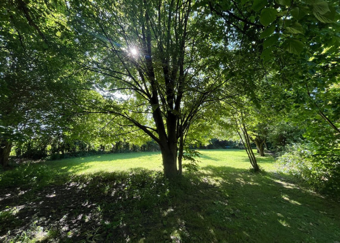39. Woodland