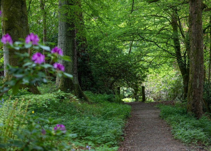 34. Woodland