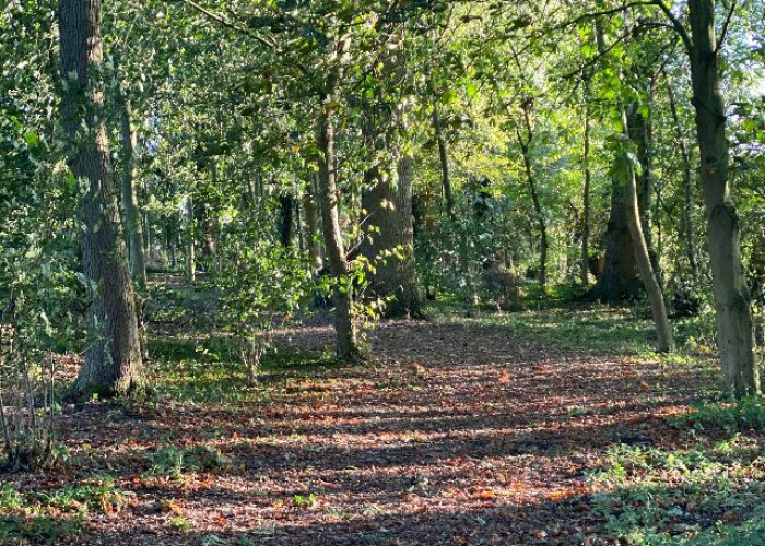 40. Woodland