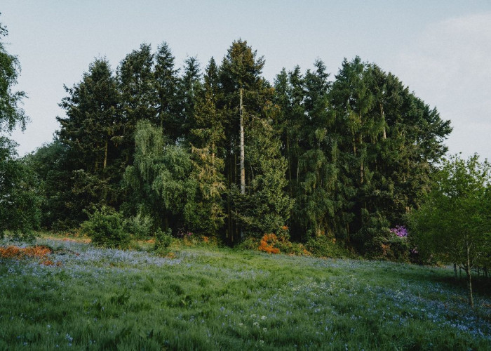 63. Fields, Garden (Rear, Large)