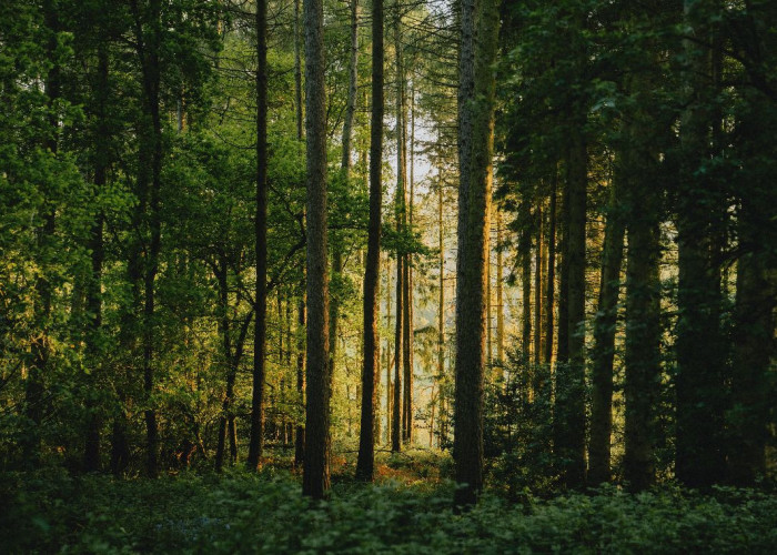 69. Woodland