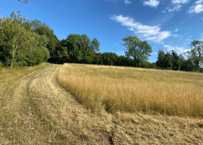 31. Fields