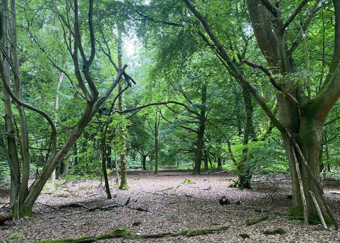 37. Woodland