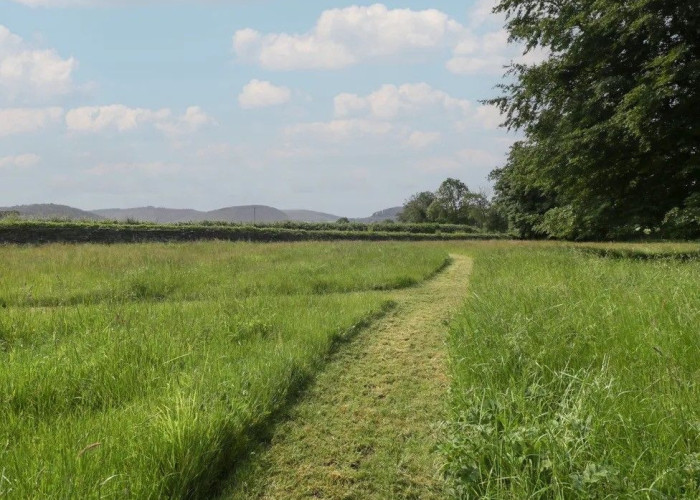 56. Fields