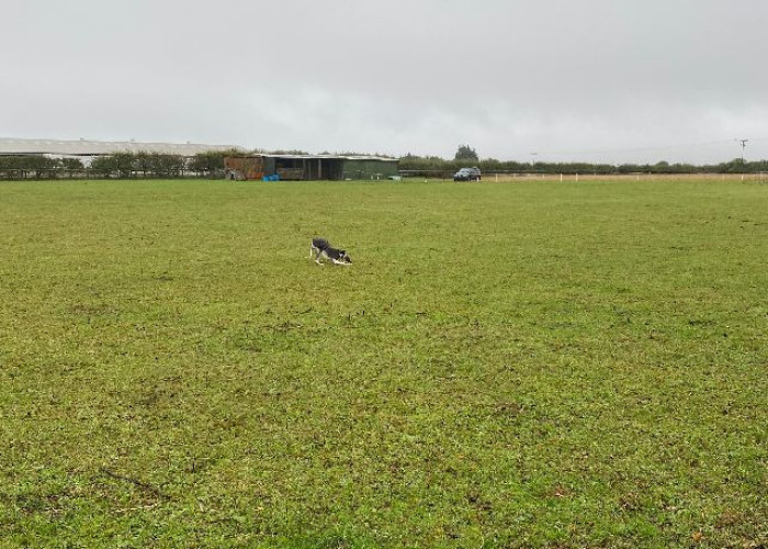 9. Fields