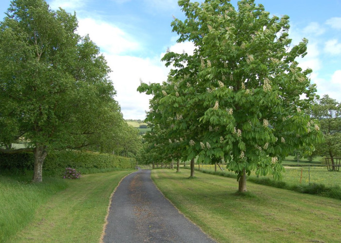 1. Driveway