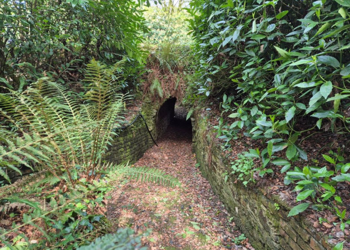 48. Woodland, Tunnel