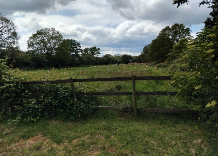 40. Field (Meadow)