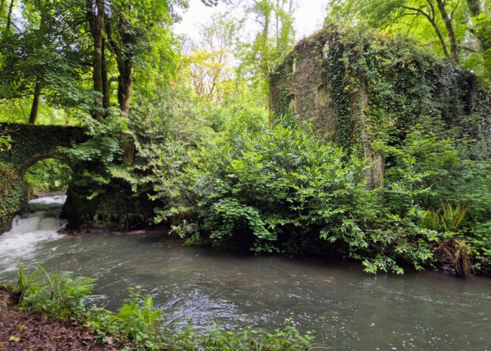 Valley Within Estate With Overgrown Features For Filming