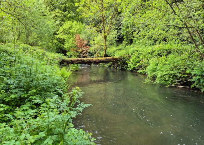 13. Woodland, River