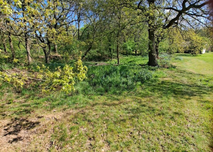 6. Woodland