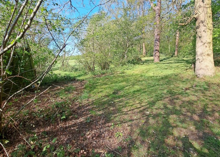 19. Woodland