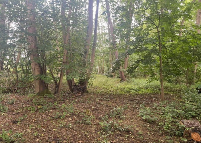 3. Woodland