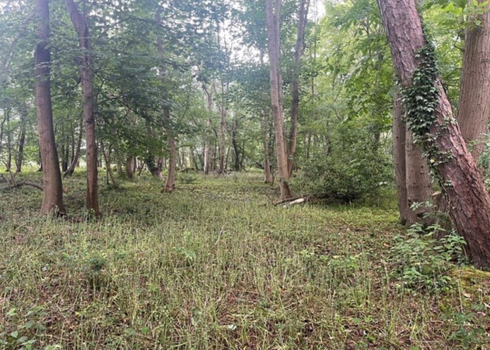4. Woodland