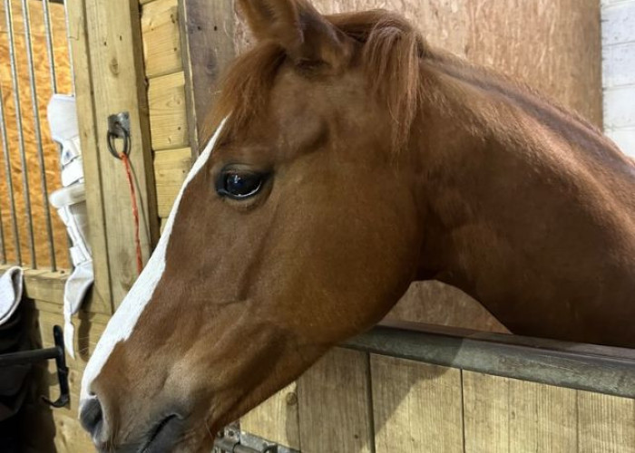 31. Equestrian
