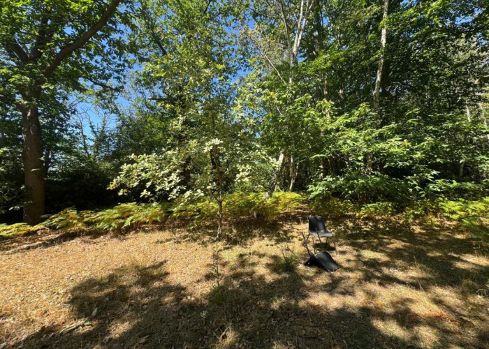45. Woodland
