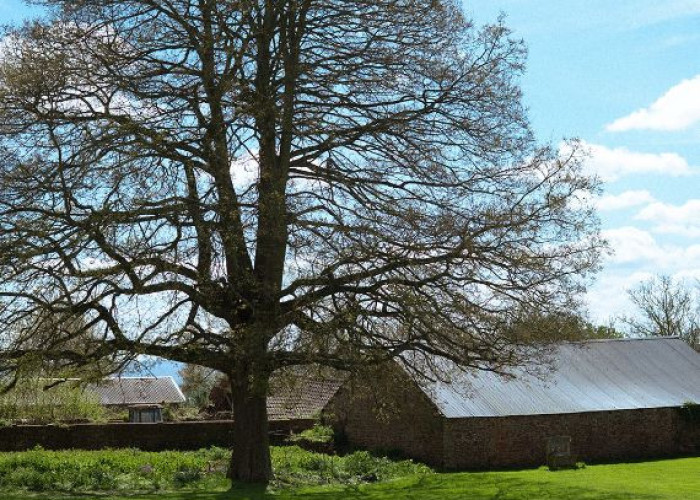 Branch, Leaf at Majestic Grade II Listed Manor House For Filming, Somerset