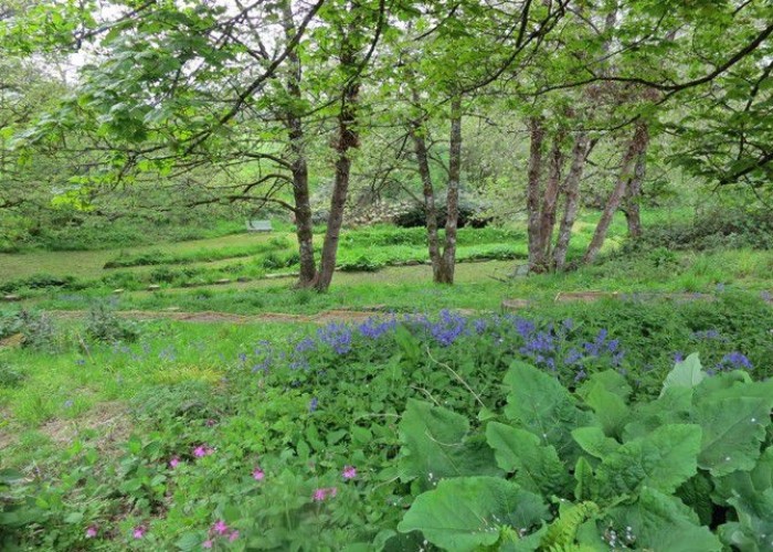 47. Woodland